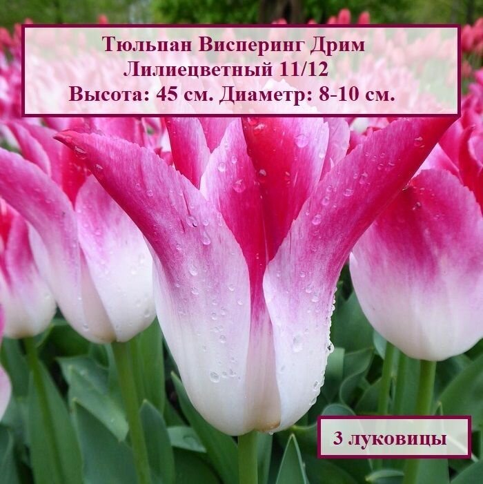 Тюльпан лилиецветный Висперинг Дрим (3 луковицы) - фотография № 1