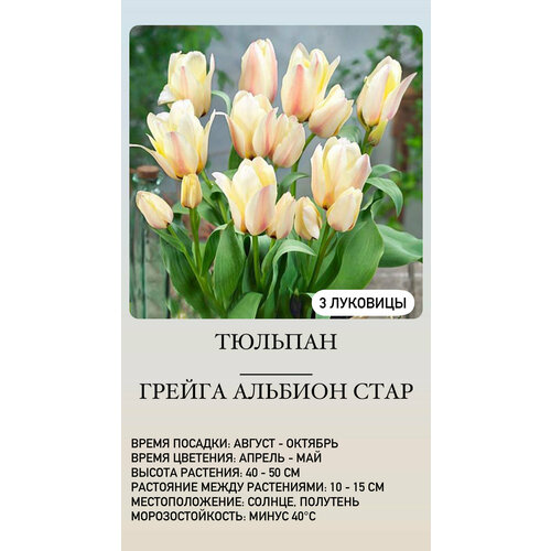 Тюльпан луковицы многолетних цветов