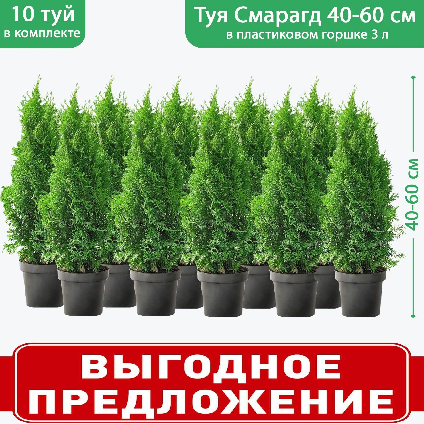 Туя западная Смарагд C3,...