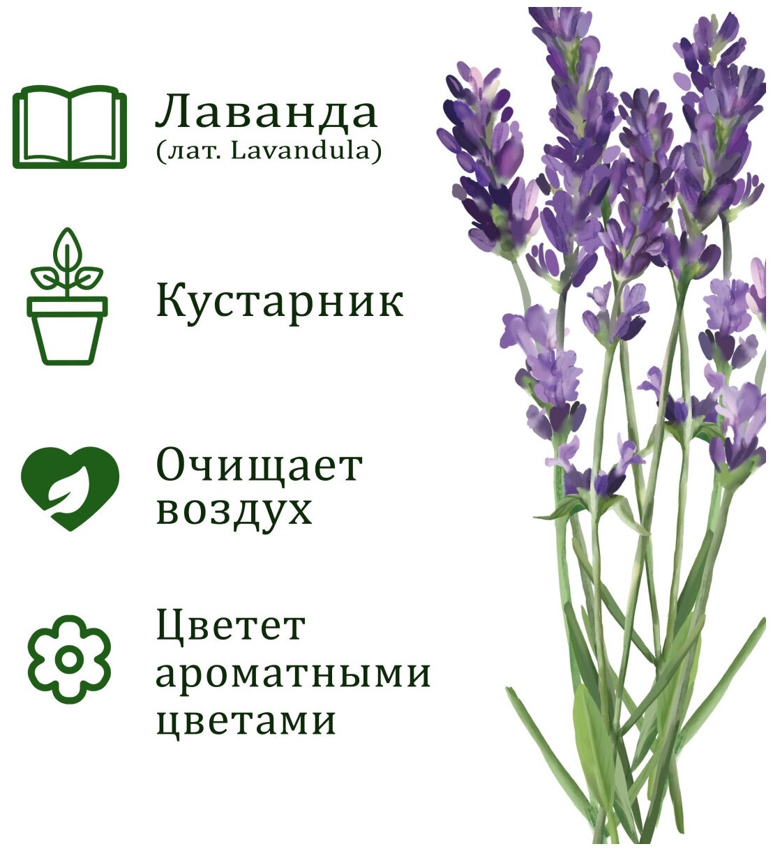 Набор для выращивания растений, Вырасти дерево! Лаванда - фото №3