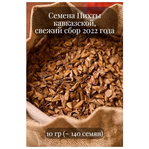 Семена Пихты Кавказской семена бонсай экватория пихта нордмана или пихта кавказская