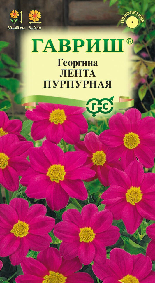 Семена Георгина Лента пурпурная, 0,2г, Гавриш, Цветочная коллекция, 10 пакетиков