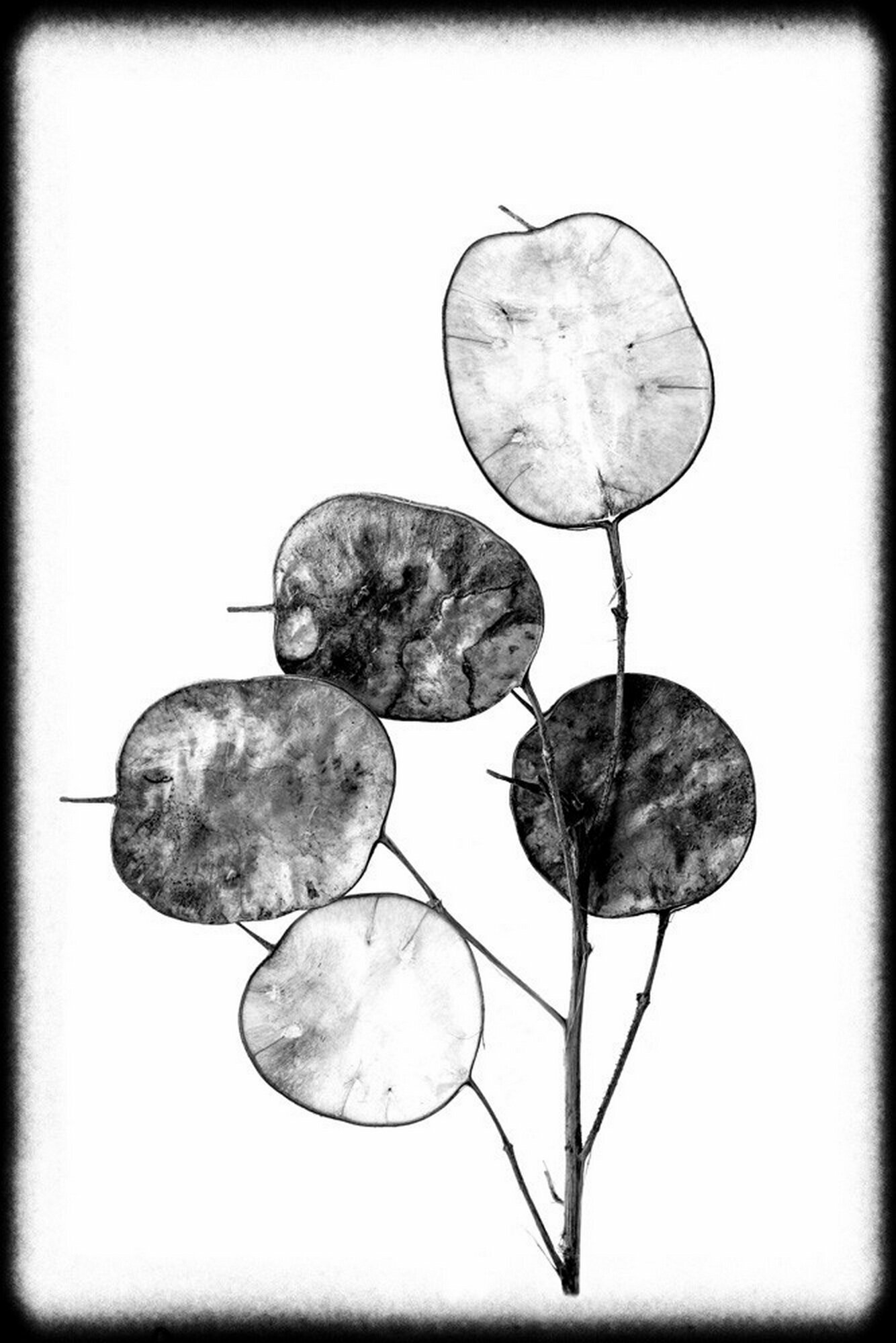 Плакат постер Лунария: серебряный доллар-ботаническая графика на бумаге размер 21х30см