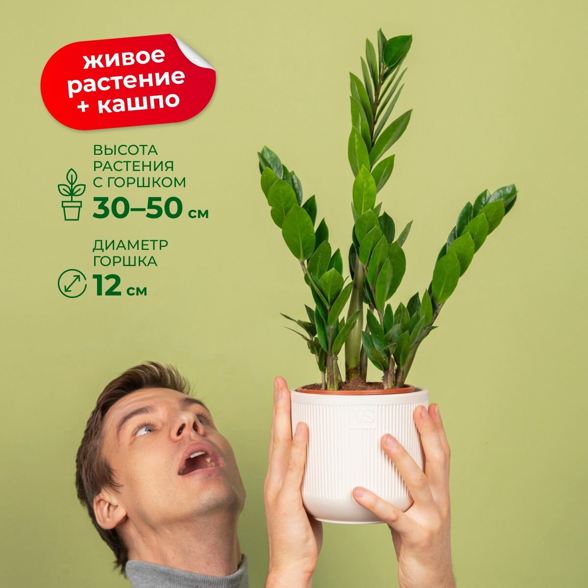 Замиокулькас в горшке живой + кашпо кремовое Росси VipSet 19 л