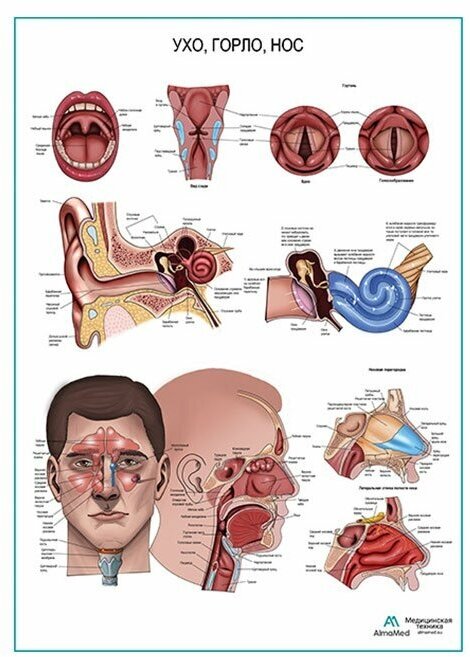 Ухо, горло, нос, плакат глянцевый глянцевая фотобумага от 200 г/кв. м, размер A1+
