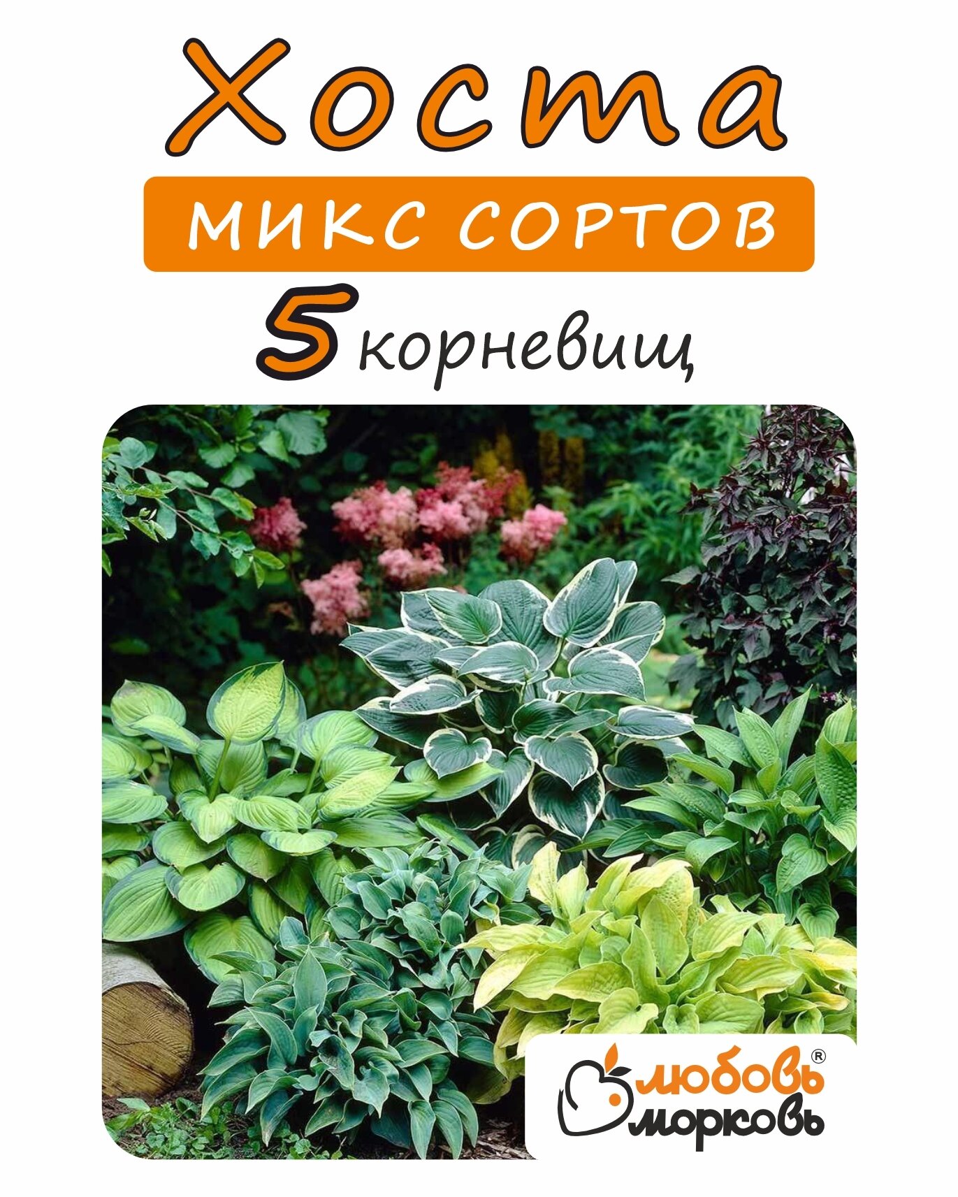 Хоста Корневище, Микс сортов, 5шт. (Любовь морковь)