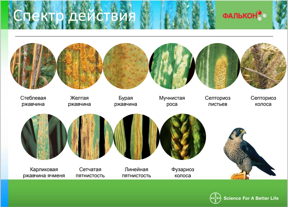 Фунгицид Фалькон 3 шт по 10 мл - фотография № 6