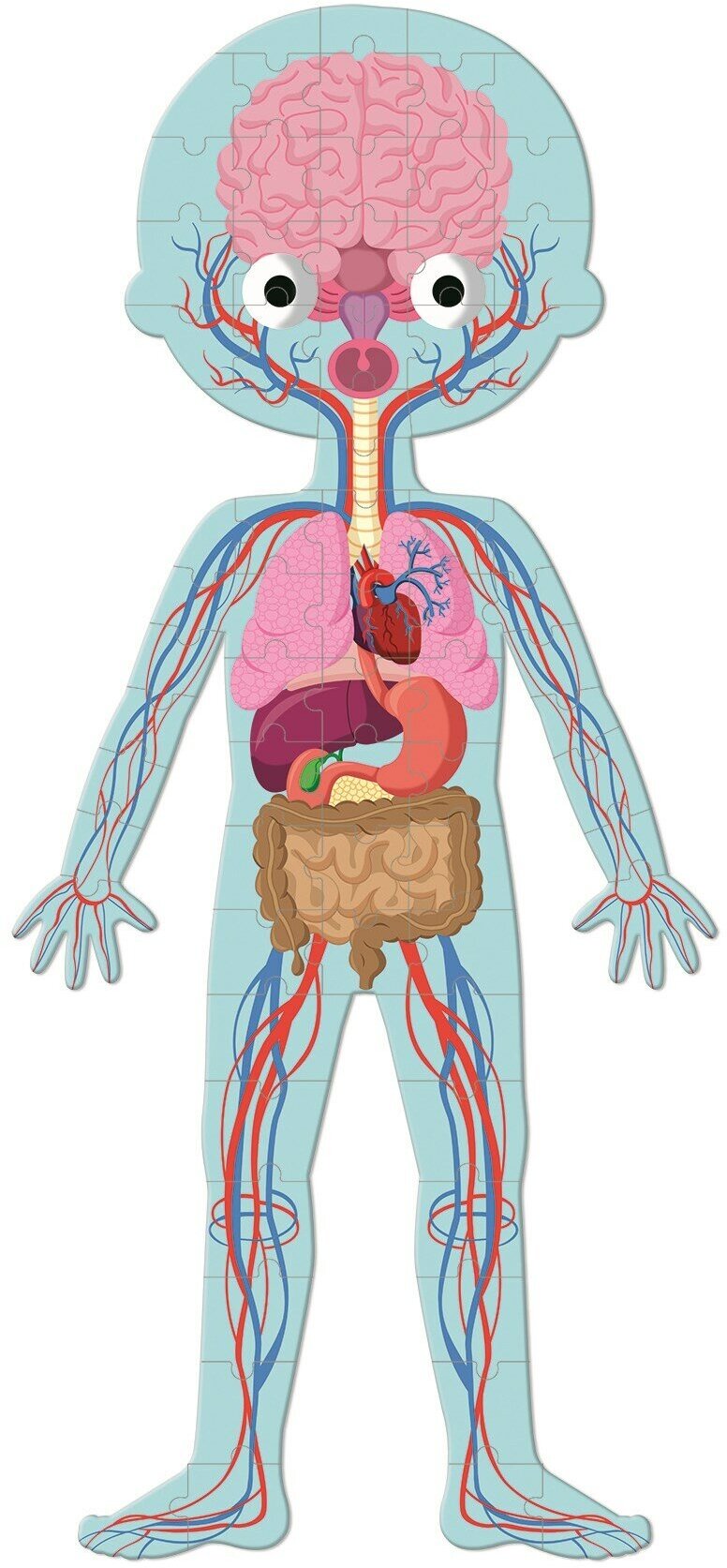 Пазл обущающий Janod Тело человека (J02681) - фото №4