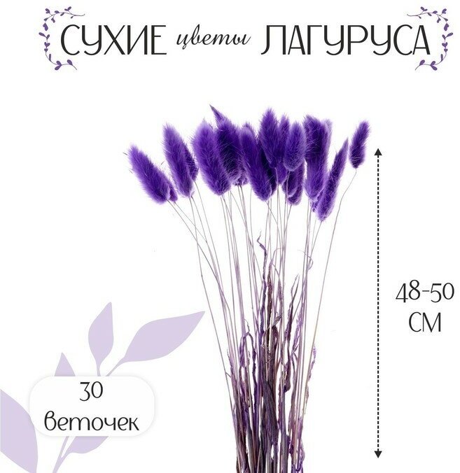 Сухоцветы «Лагурус», набор 30 шт, цвет фиолетовый