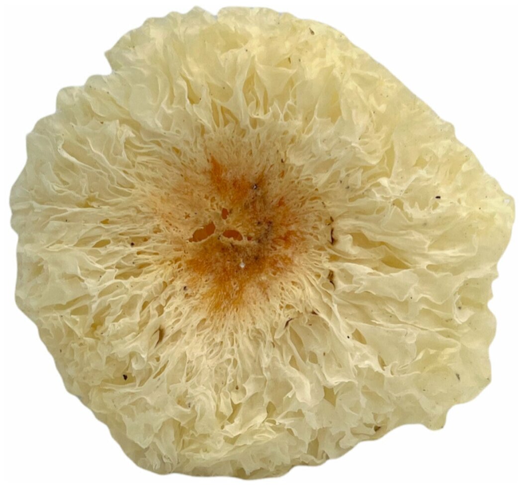 Ледяной гриб Белый коралловый сушеный гриб 2 шт.