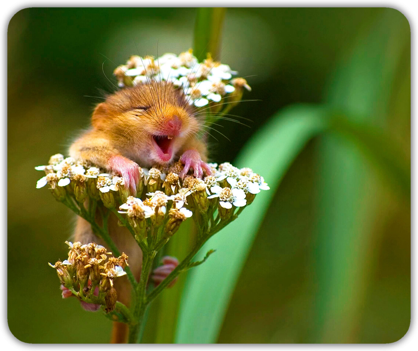 Коврик для мыши "Радостная полевая мышка" (24 x 20 см x 3 мм)