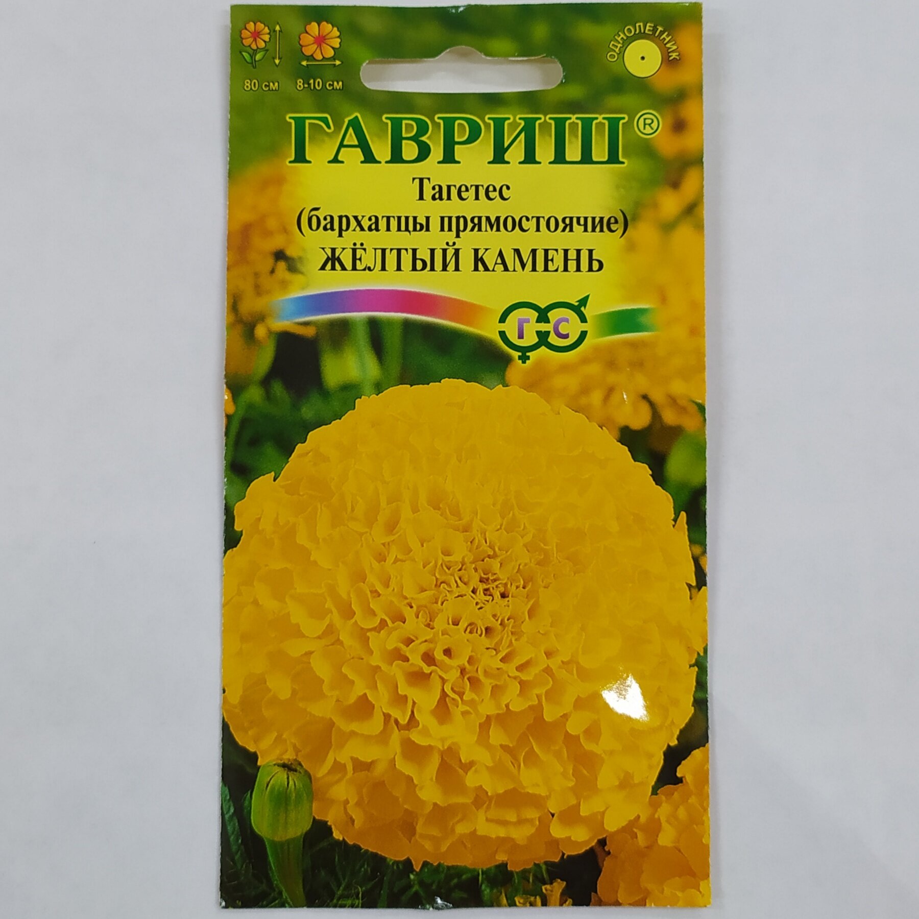 Бархатцы(тагетес) желтый камень (семена 1 саженец в горшке 15-20 см) Гавриш