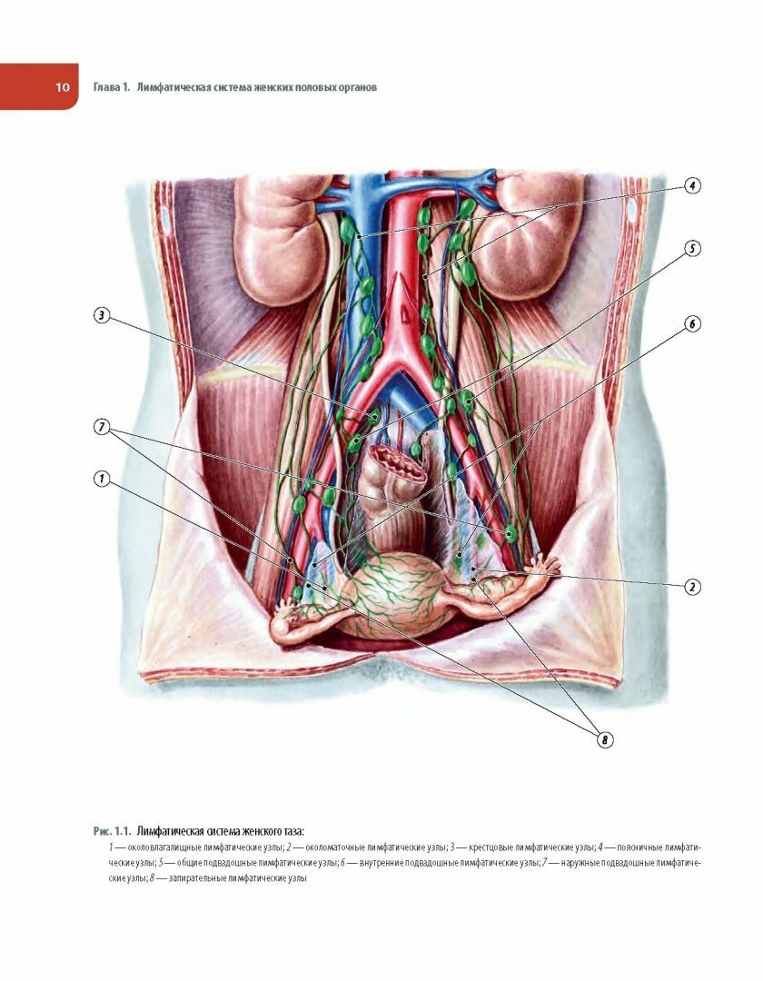 Операции при злокачественных опухолях женских половых органов - фото №7
