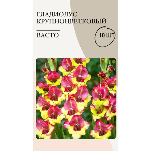 Гладиолус крупноцветковый Васто, луковицы многолетних цветов