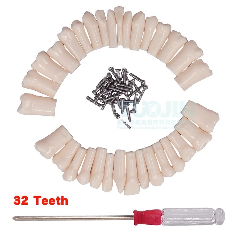 Стоматологическая модель зубов Jingoal 32 штуки 32 teeth