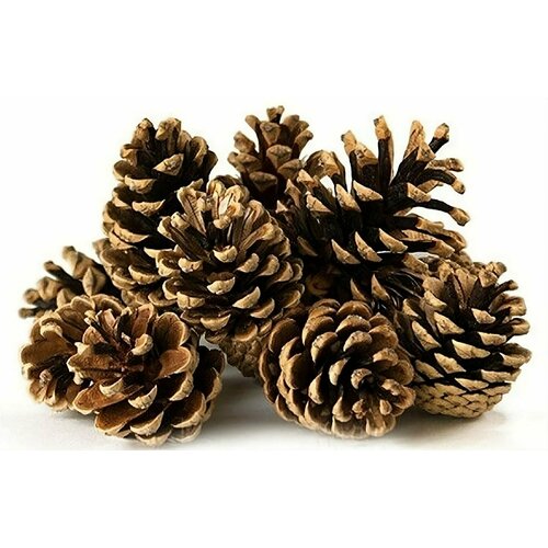Сосновые шишки 40шт подойдут для изготовления свечей новогодних украшений декора интерьера в садоводстве цветоводстве в качестве материала для мульчирования Изделие продается в сухом виде 525₽