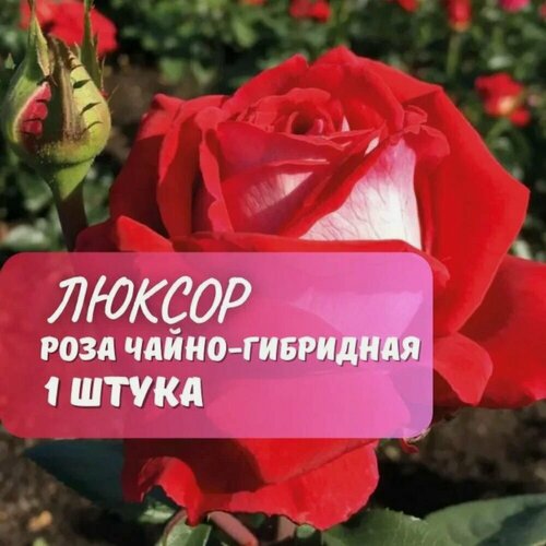 Изображение товара Роза чайно-гибридная Люксор (Luxor) / 1 шт, роза чайно-гибридная, ароматная