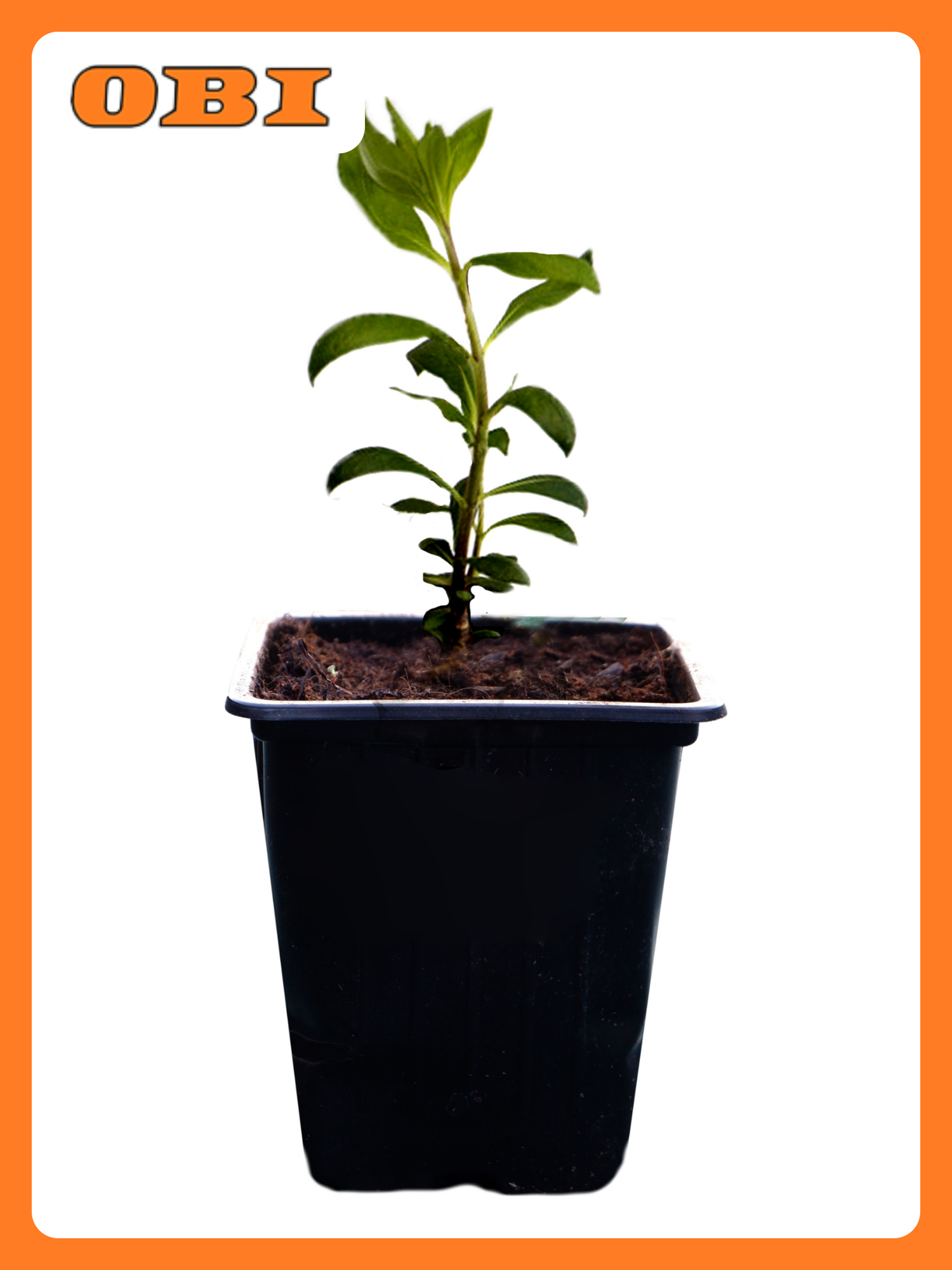 Растение флокс метельчаты Й