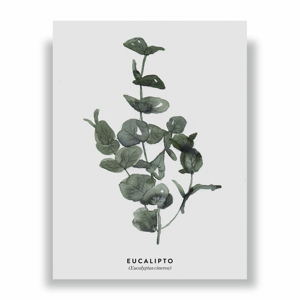 Постер, интерьерный "Eucalipto-Эвкалипт", 30 см х 40 см