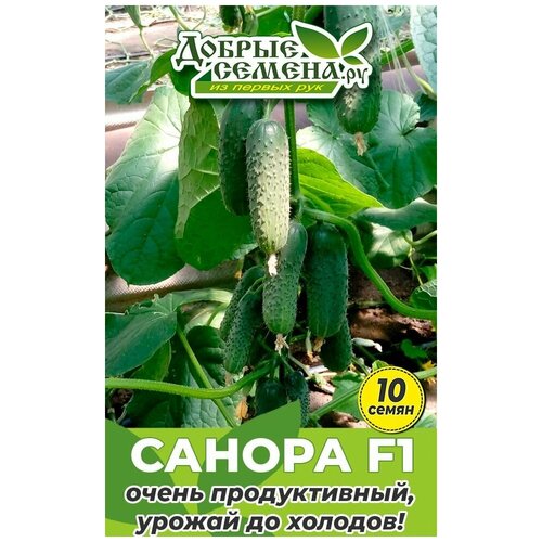 Семена огурца Санора F1 - 10 шт - Добрые Семена. ру