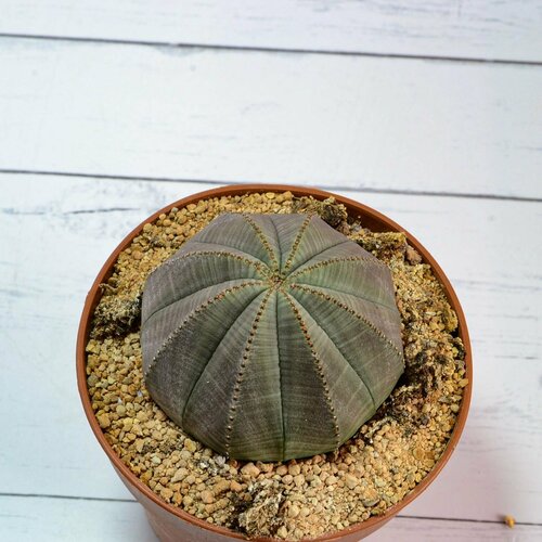 Коллекционная Euphoria (Эуфорбия) Obesa