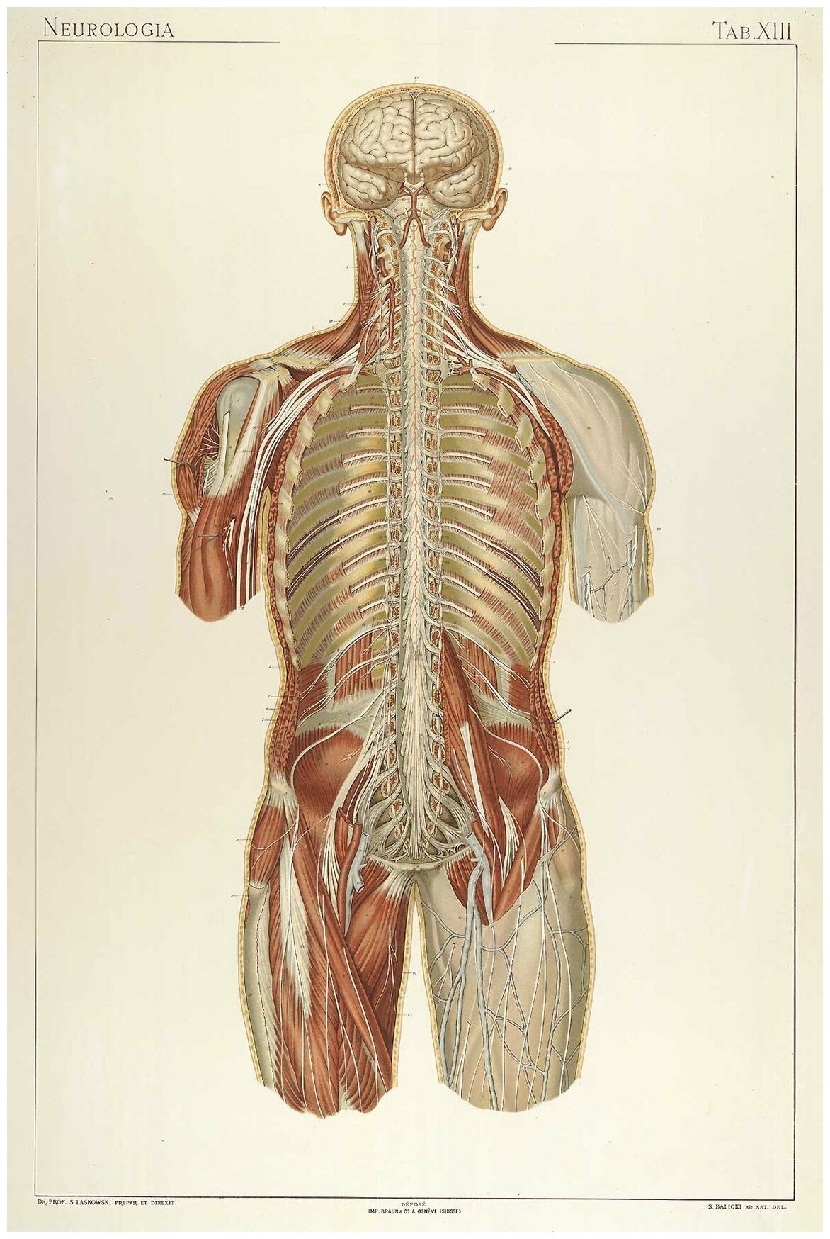 Постер / Плакат / Картина Анатомия - Строение корпуса человека 40х50 см в подарочном тубусе