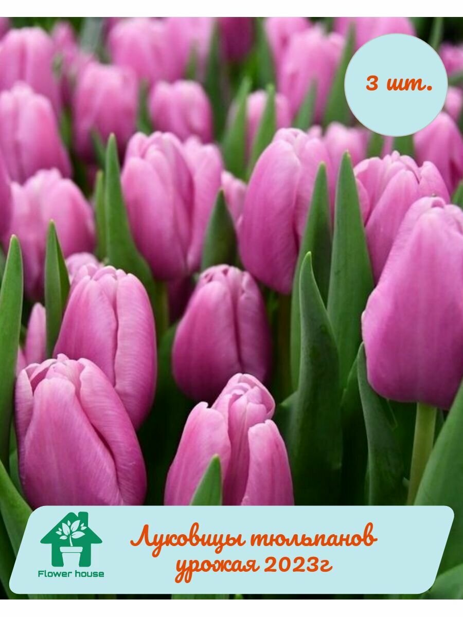 Луковицы тюльпанов Аргос (Argos) 3 шт. фракция 12/+ - фотография № 1