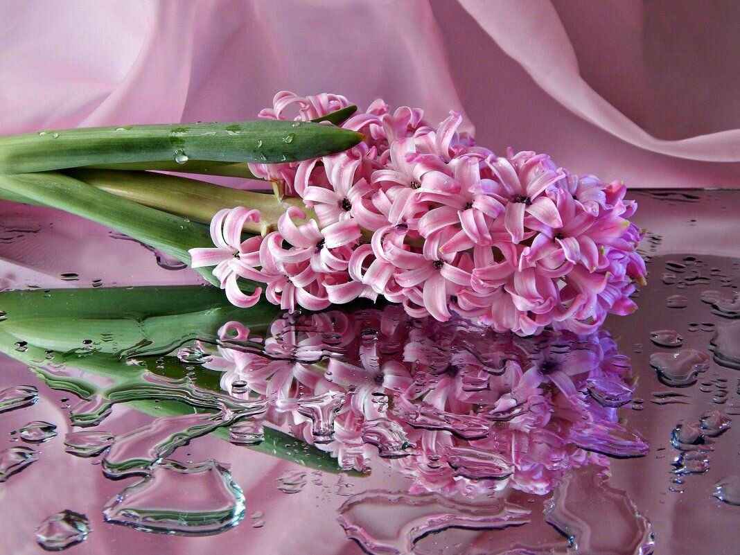 Луковицы многолетних цветов Гиацинт "Anna Liza" Анна Лиза - фотография № 3