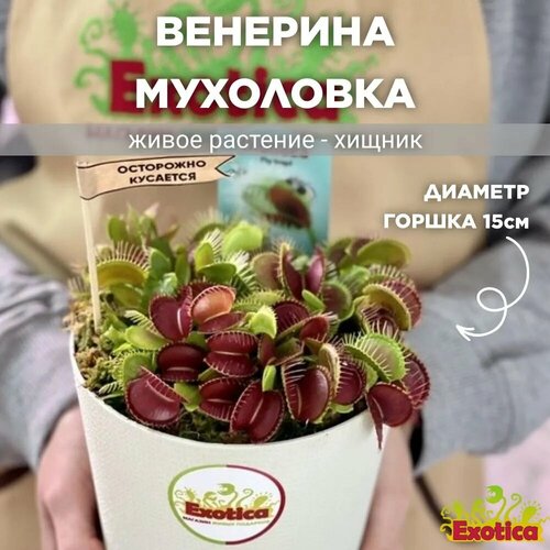 Венерина Мухоловка D15см