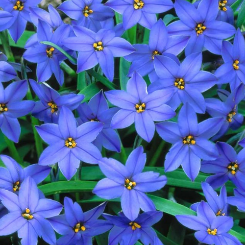 Луковицы Ифейон JESSIE ( 10 шт )