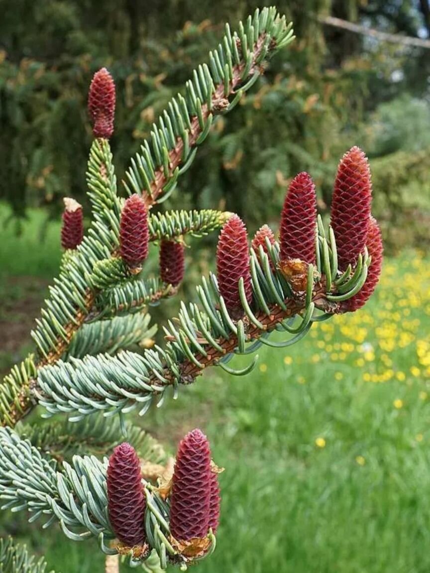 Семена Ели Кояма, 30 штук