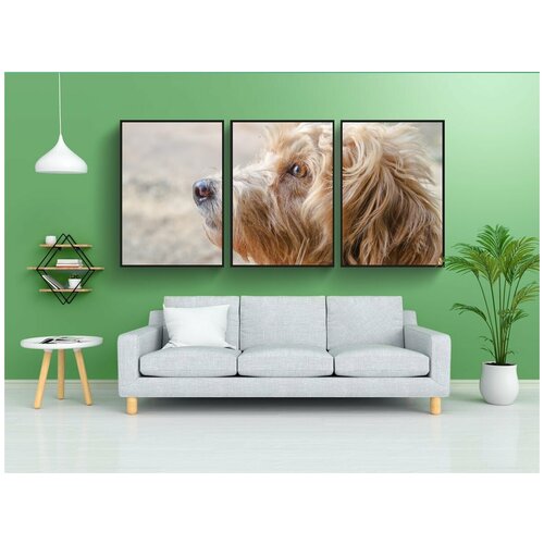 фото Набор модулных постеров для интерьера "пудель, морда, крупный план" 60x90 см. в тубусе, без рамки lotsprints