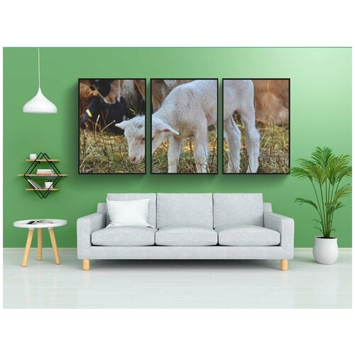 фото Набор модулных постеров для интерьера "ягненок, баранина, овец" 60x90 см. в тубусе, без рамки lotsprints