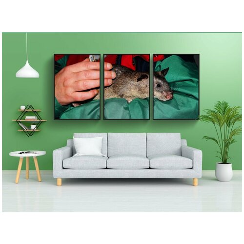 фото Набор модулных постеров для интерьера "крыса, gambian крыса, гигантский хомяк крыса" 60x90 см. в тубусе, без рамки lotsprints