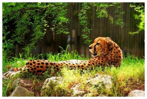 Вышивка Леопард 19x31 см.