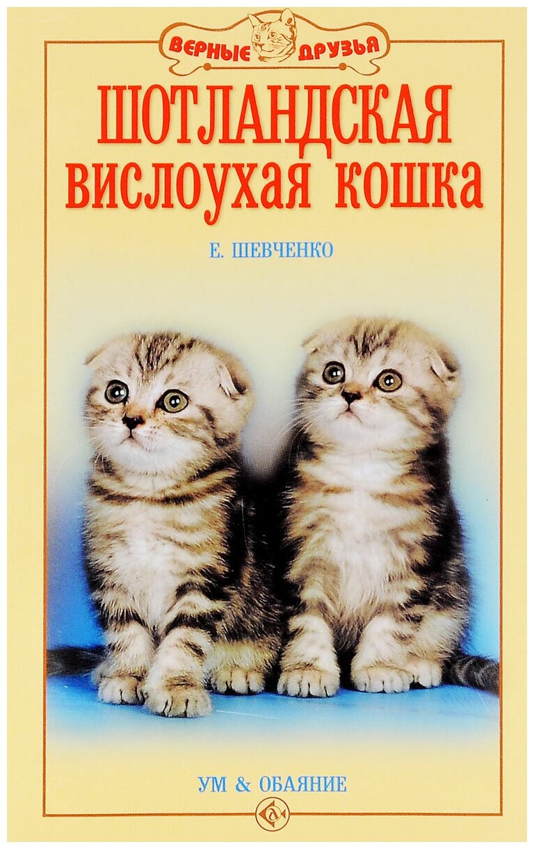 Шотландская вислоухая кошка. Ум и обаяние - фото №1