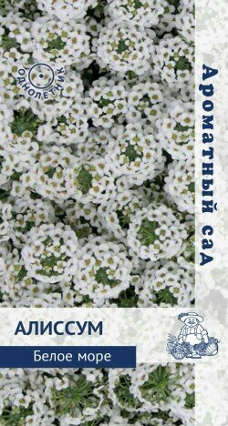 Алиссум Белое море (ароматный сад) однол. 03гр. (Поиск)