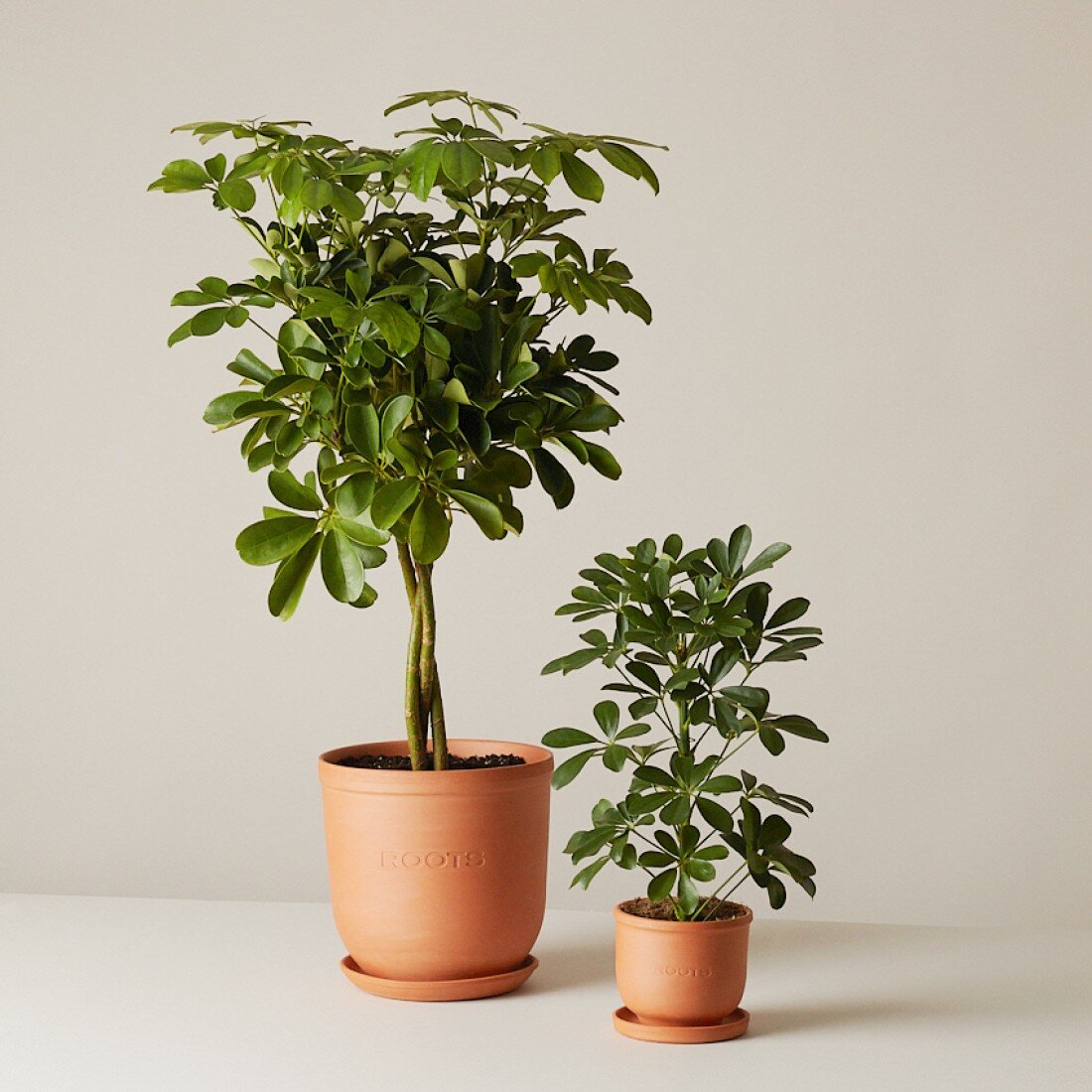 Шеффлера Нора d12 — фото 1