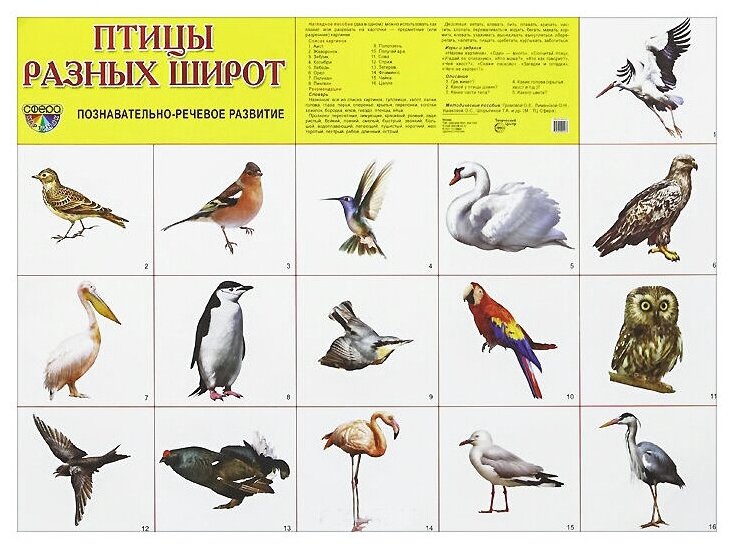 Демонстрационный плакат А2 Птицы разных широт