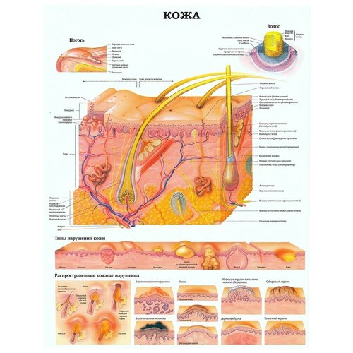 Строение Кожи