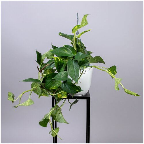 Эпипремнум Ауреум подвесной (D-15, Н-40)