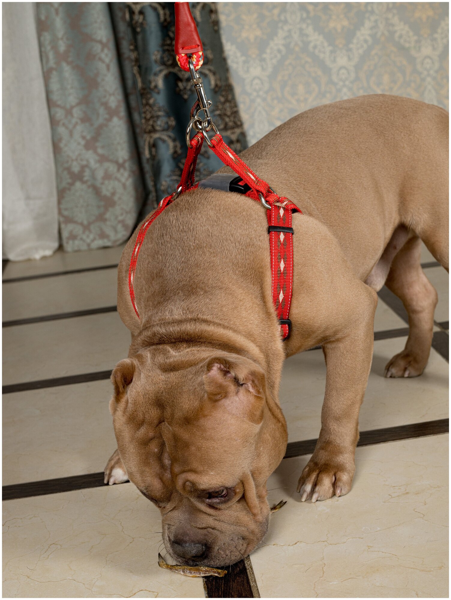 Шлейка для собак Japan Premium Pet / Шлейка эрго-анатомическая с двойной фиксацией "Антисрыв", размер М, цвет красный. - фотография № 6