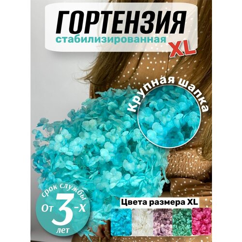 Гортензия стабилизированная / сухоцветы для дома