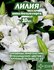Лилия Луковица, Микс белых сортов, 10шт (LeFlower)