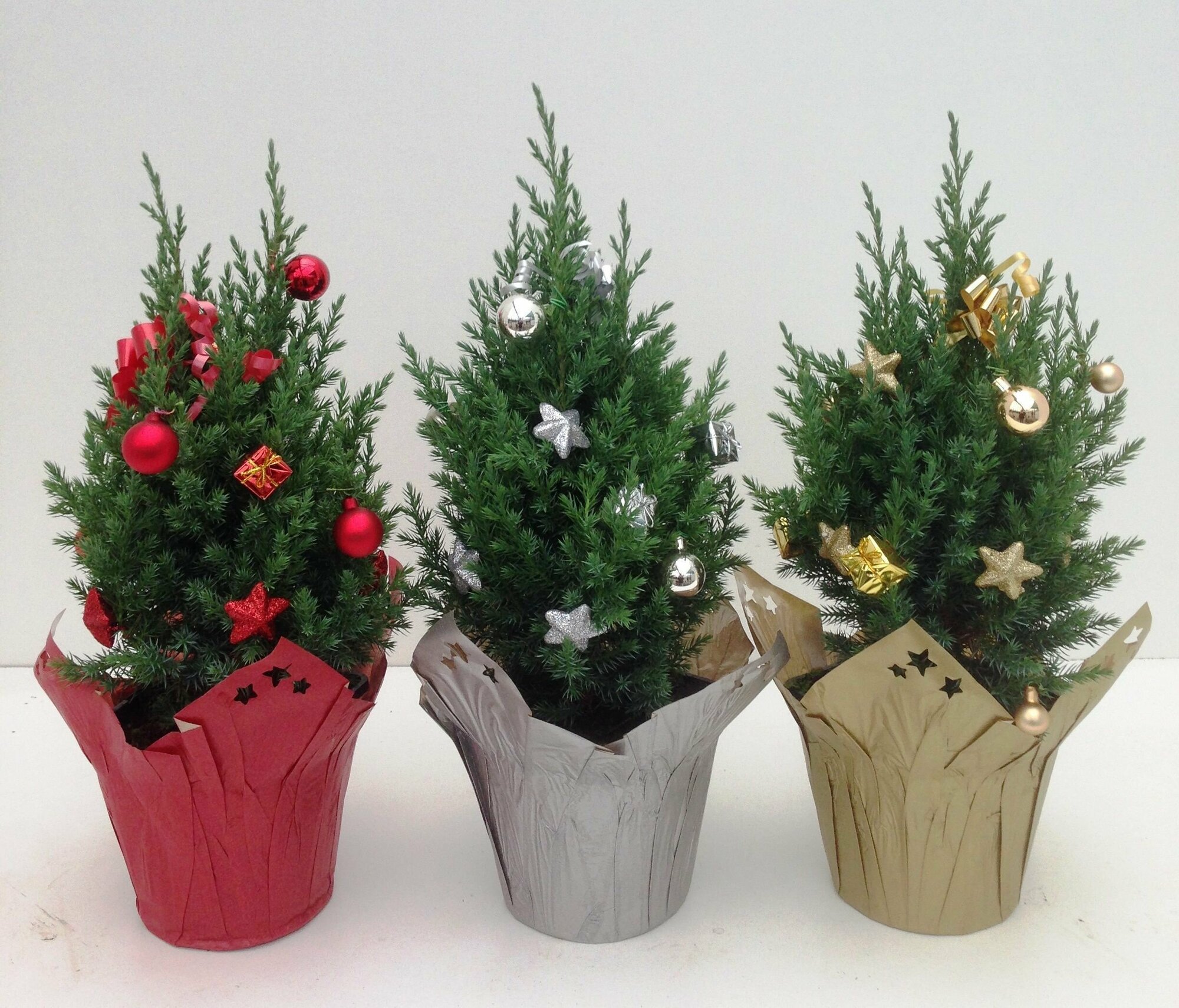 Можжевельник FLORA GROUP 