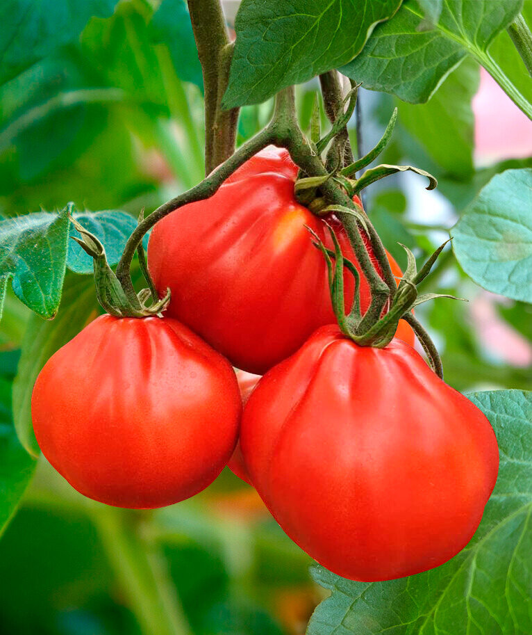 Томат Мамин любимый 5шт  Сады России 