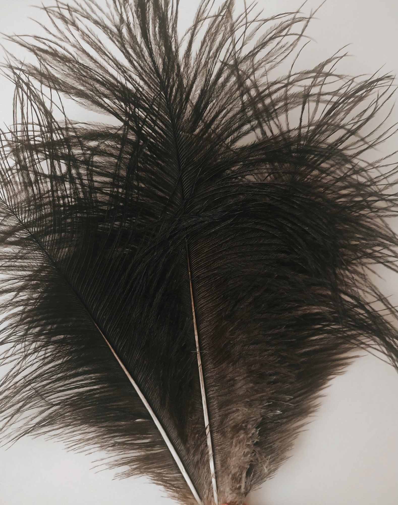 Перья страусиные (натуральное перо) для интерьера, рукоделия и флористики 15-20 см
