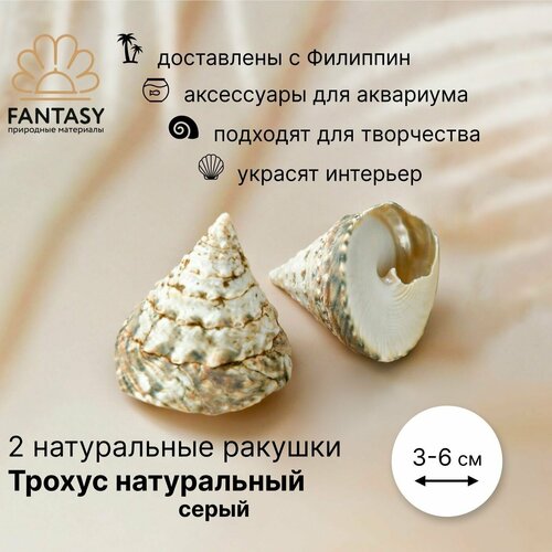 Натуральные морские ракушки FANTASY Трохус натуральный серый 2 шт 3-6 см 280₽