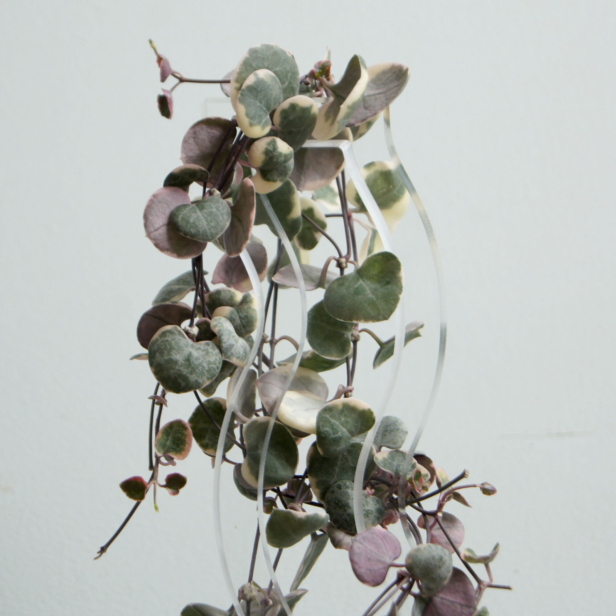 Опора для растений "RECHKA", прозрачная, высота 30 см - фотография № 2