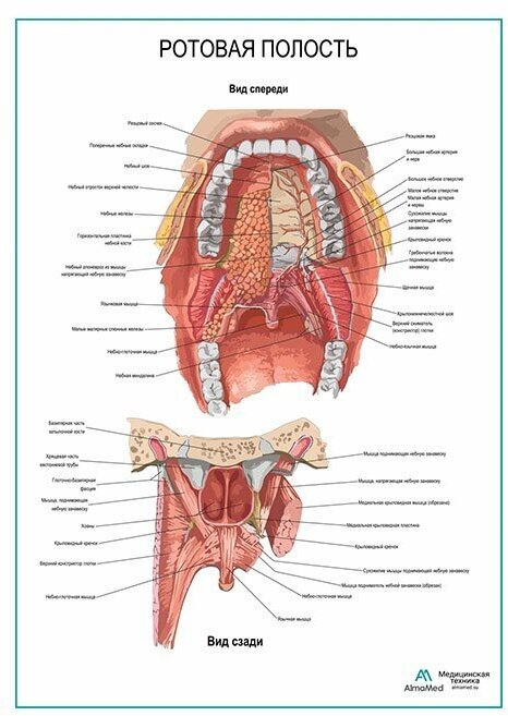 Ротовая полость, плакат, глянцевая фотобумага от 200 г/кв. м, размер A2+